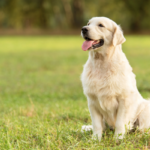 Golden Retriever in der Natur