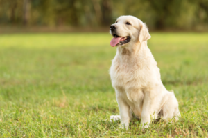 Golden Retriever in der Natur