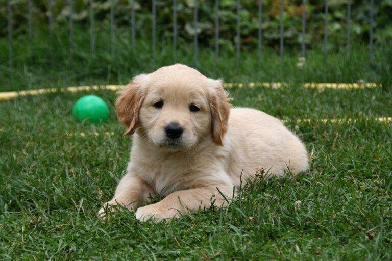 Golden Retriever - GolDen Retriever 1509538549 768x512