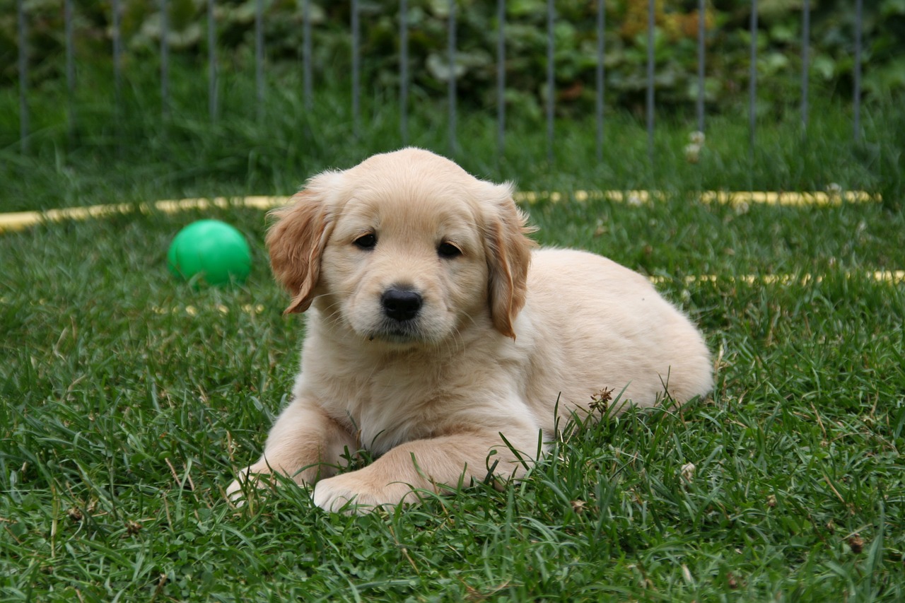 Golden Retriever