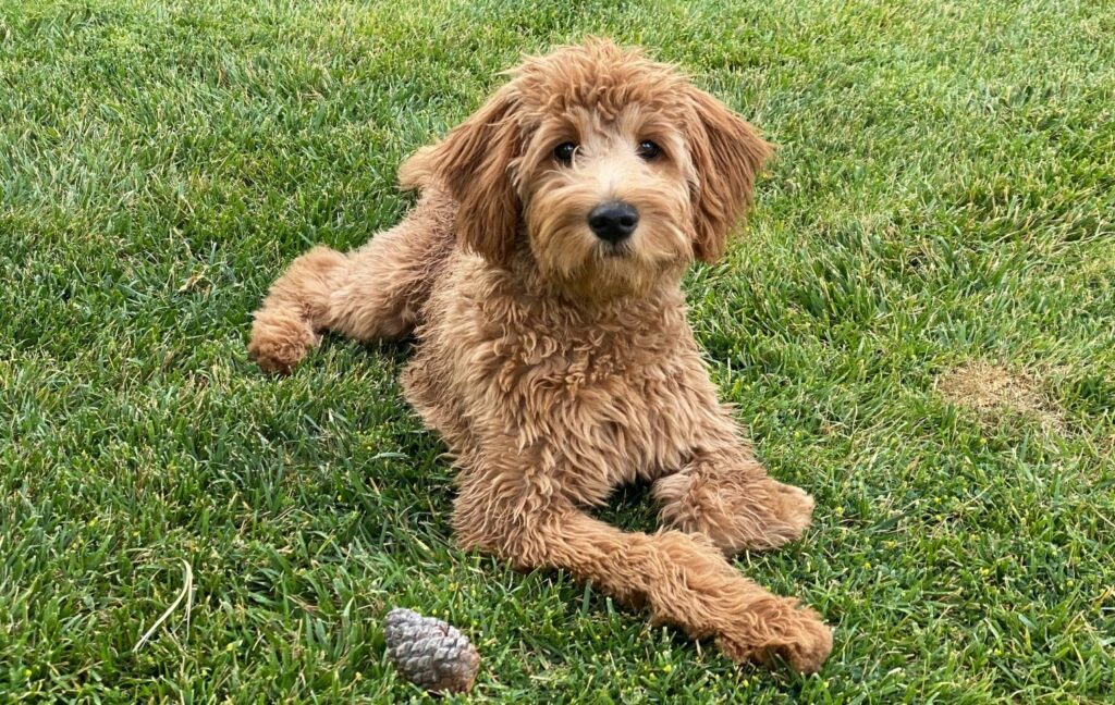 Hybridhunde: Goldendoodle im Liegen