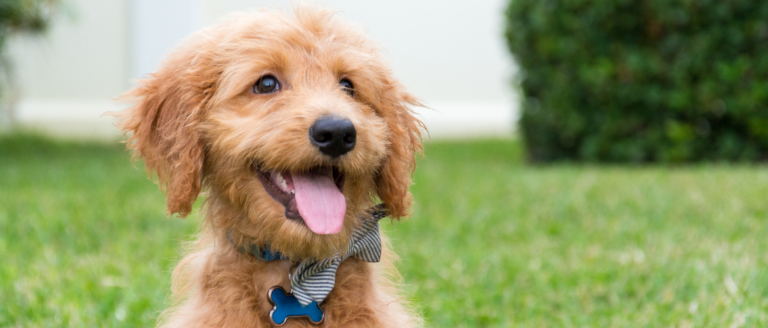 Goldendoodle