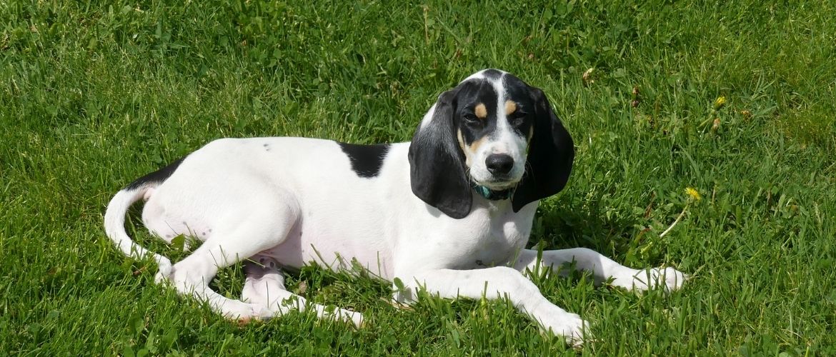 Grand Bleu de Gascogne Steckbrief, Charakter, Wesen und Haltung