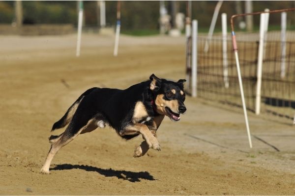 Windhunde: Greyhound im Laufen