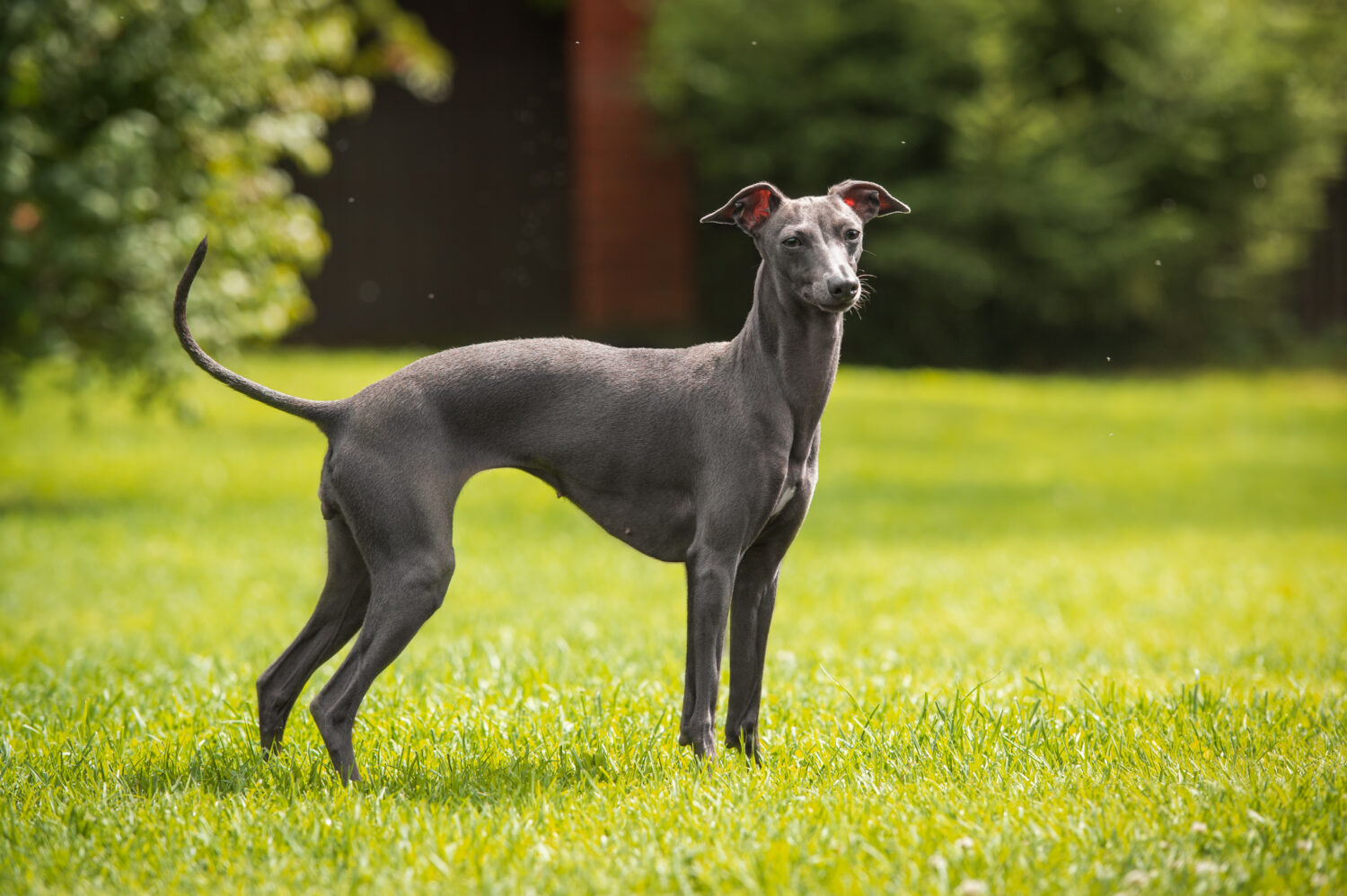 Greyhound in der Natur