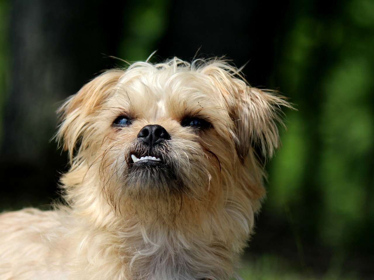 Belgischer Griffon