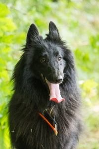 Groenendael Kopf