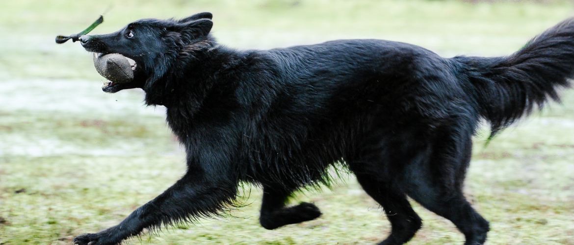 Groenendael im Auslauf