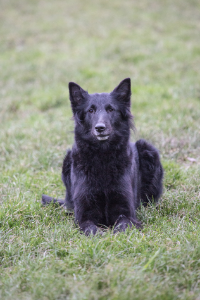 Groenendael im Liegen