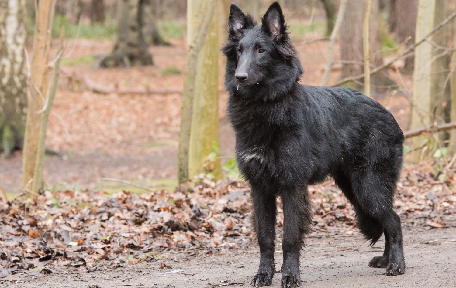 Groenendael in der Natur