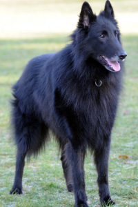 Groenendael von der Seite