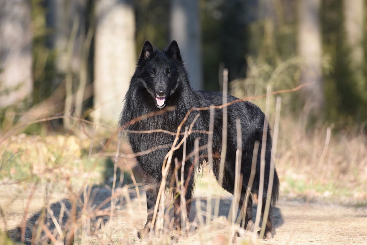 Groenendael