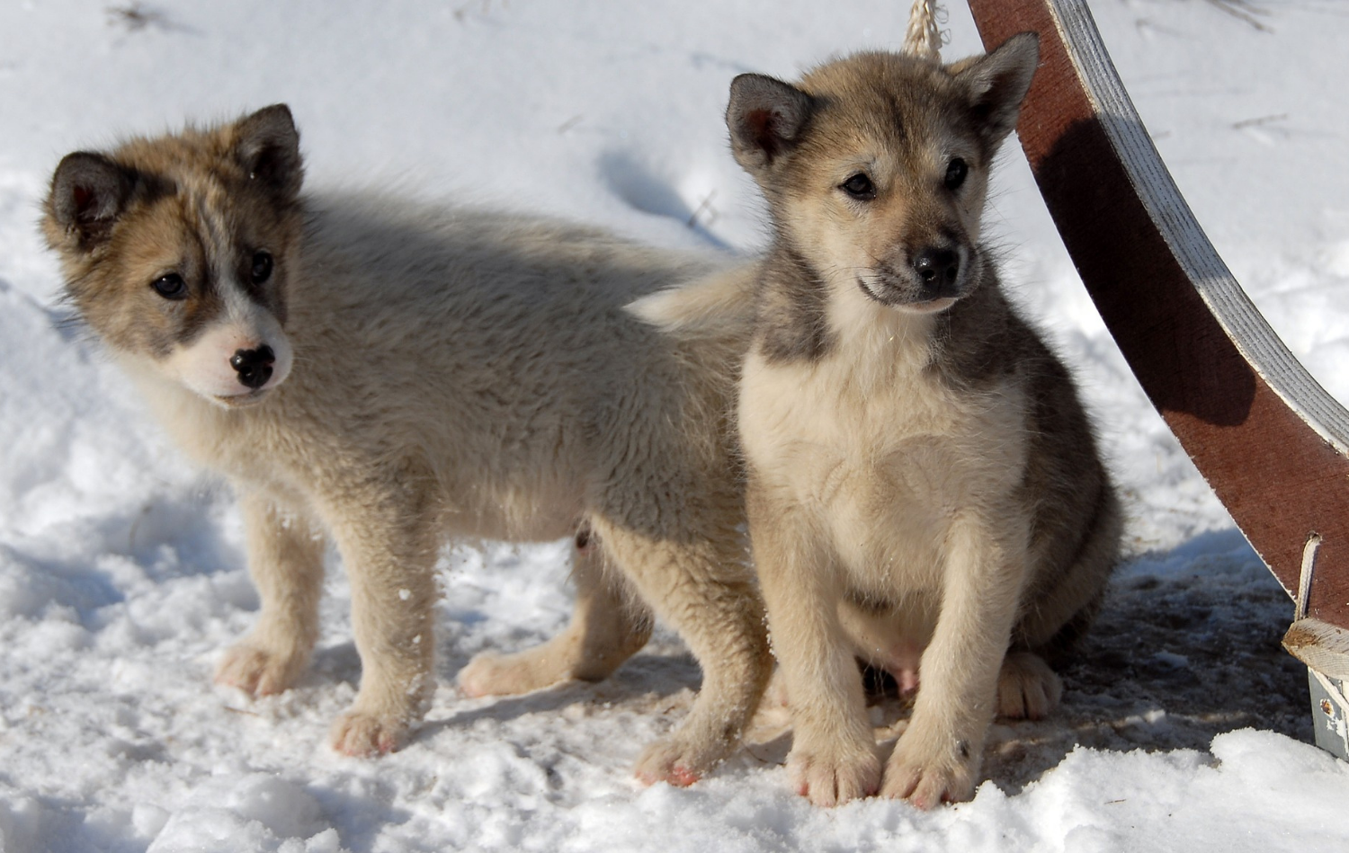 Grönlandhund Welpen