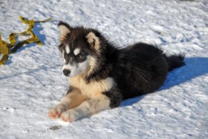 Grönlandhund im Liegen