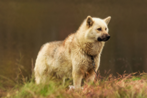 Grönlandhund in der Natur