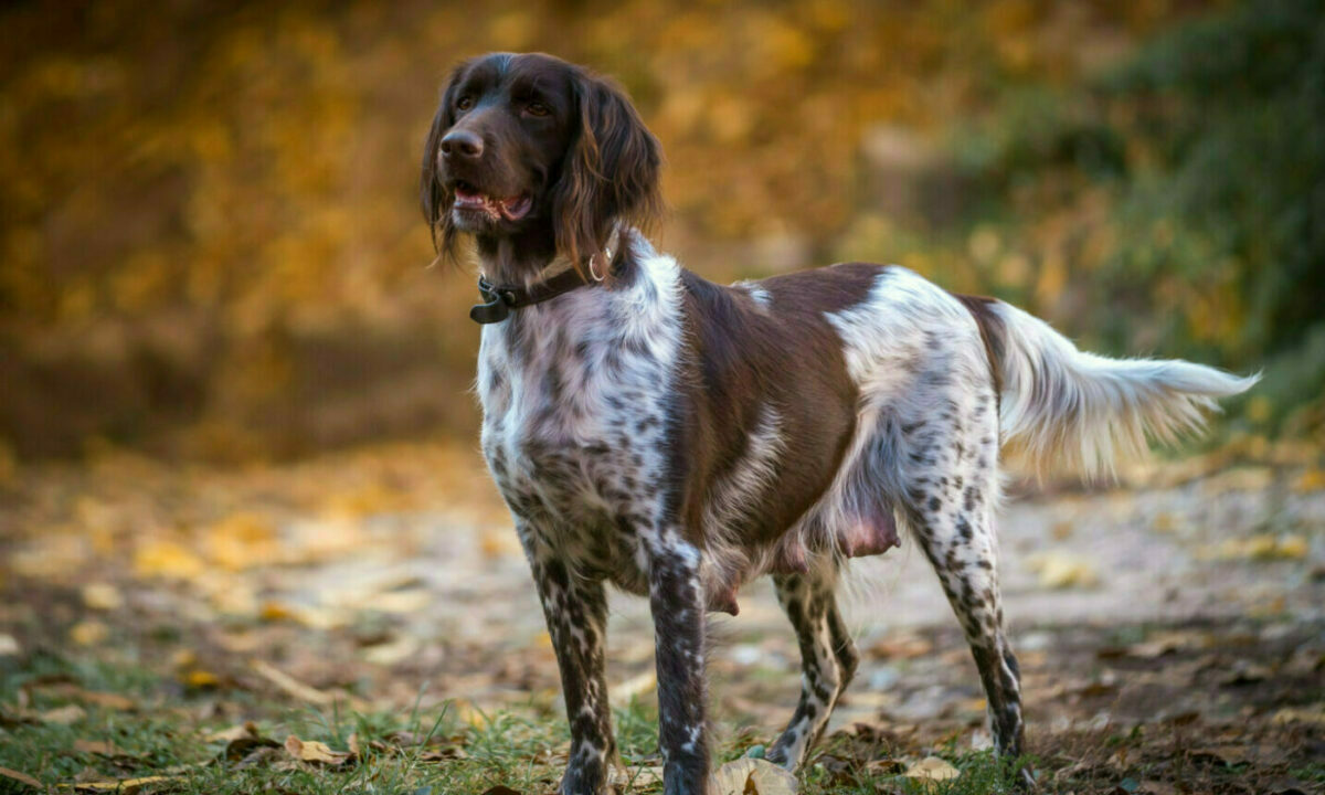 Großer Münsterländer in der Natur