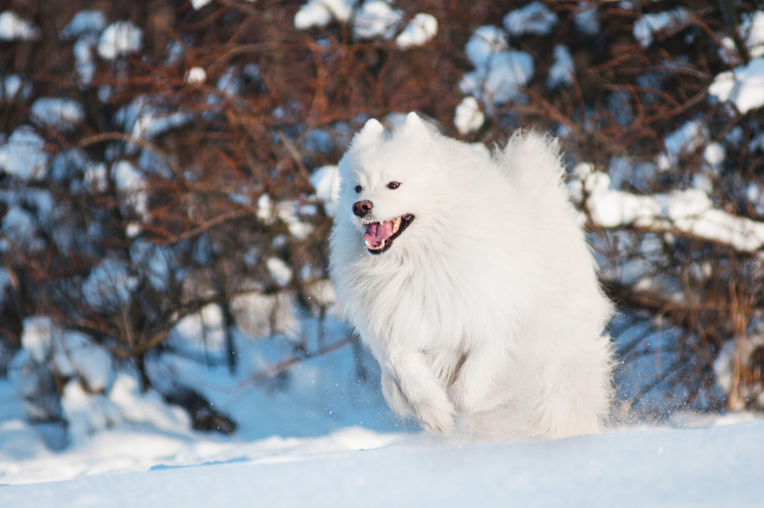 Großspitz im Auslauf