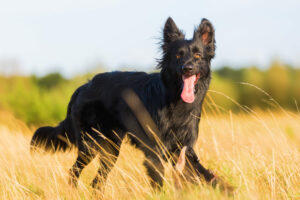 Harzer Fuchs im Auslauf