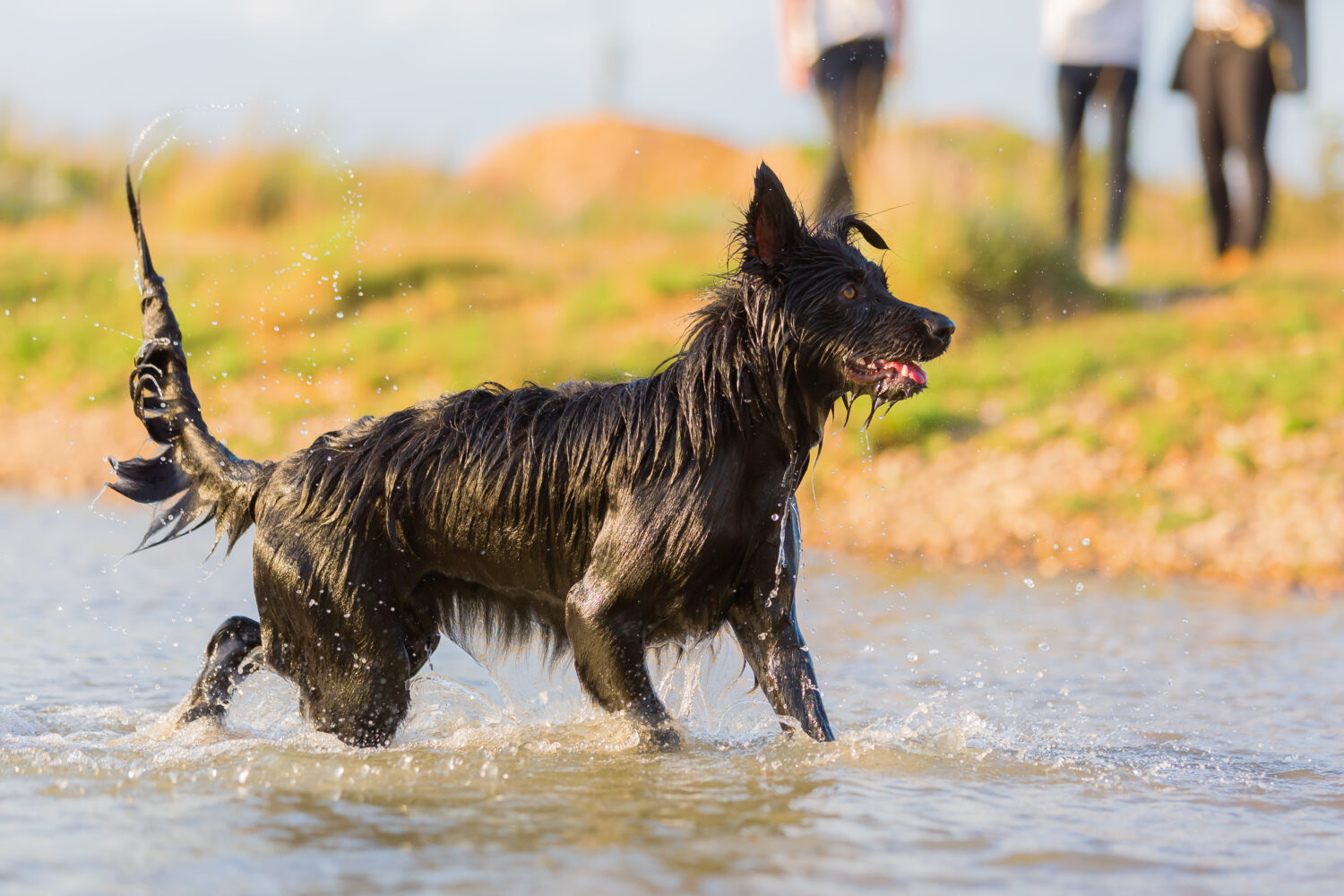 Harzer Fuchs im Wasser