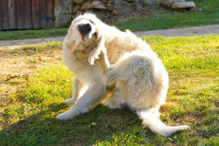 Hautkrankheiten beim Hund – darauf musst Du achten!