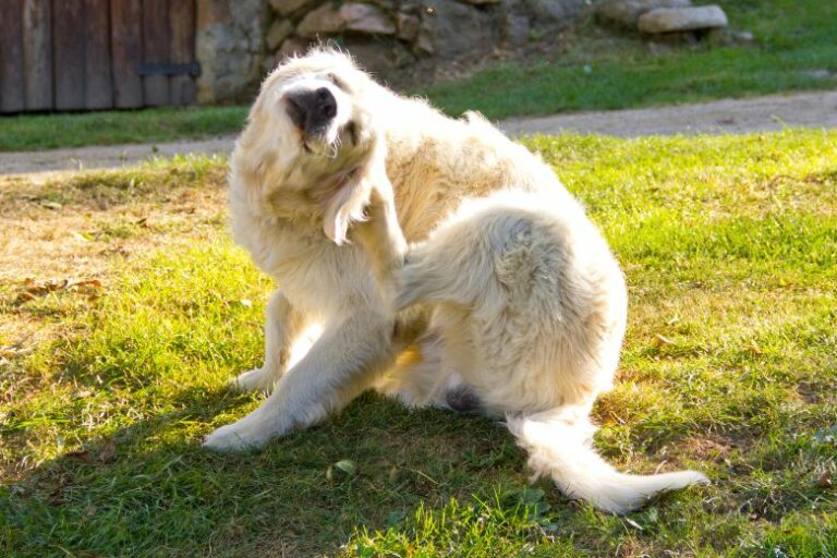 Hautpilz beim Hund: Muss ich mir Sorgen machen?