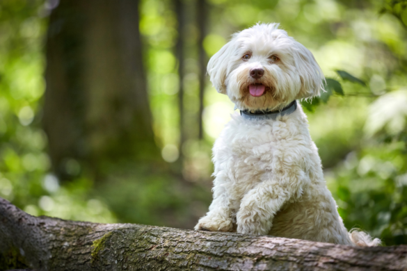 sch-nste-hunderassen-von-a-bis-z-mit-bildern-edogs-magazin