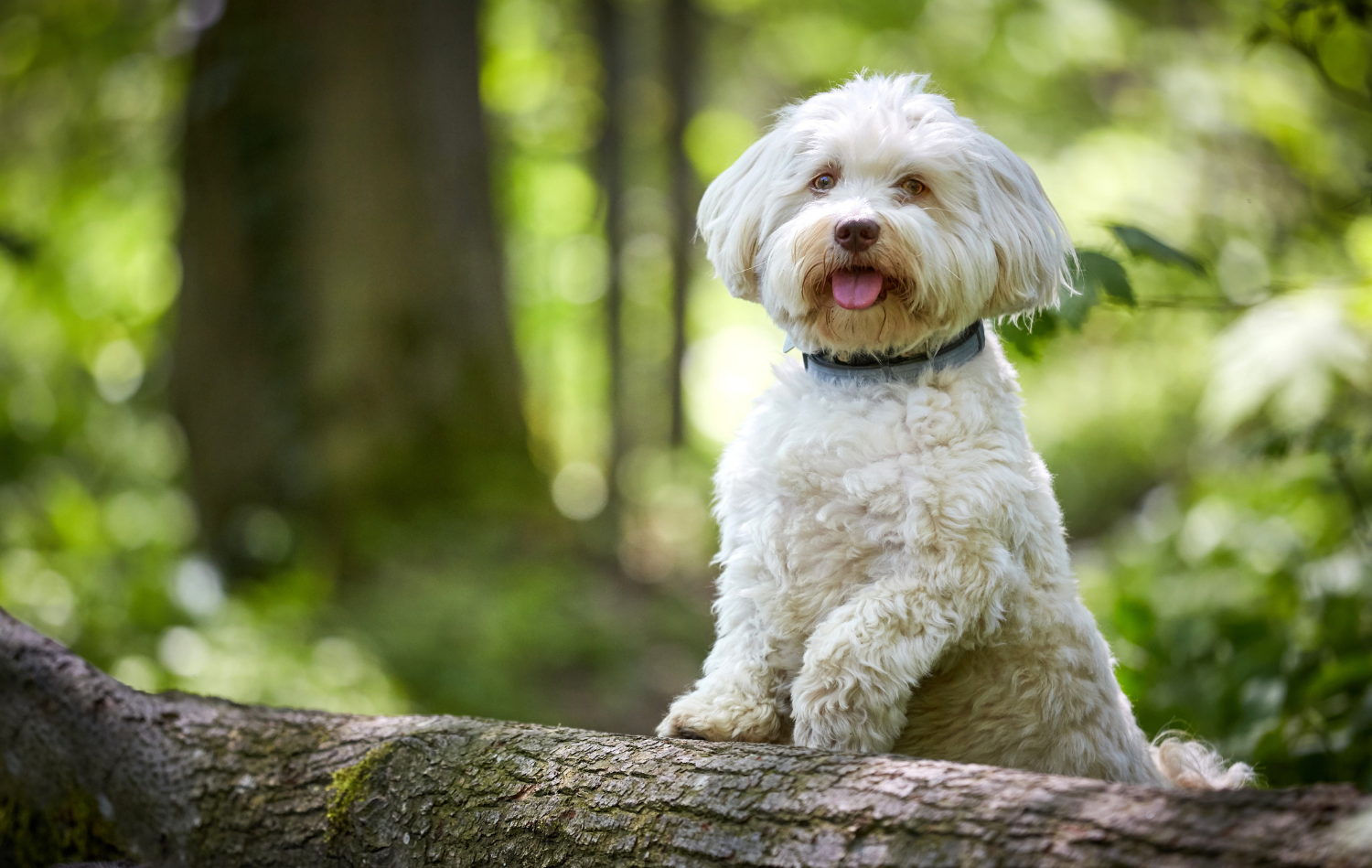 Hunde für Anfänger Alles Rassen im Überblick edogs