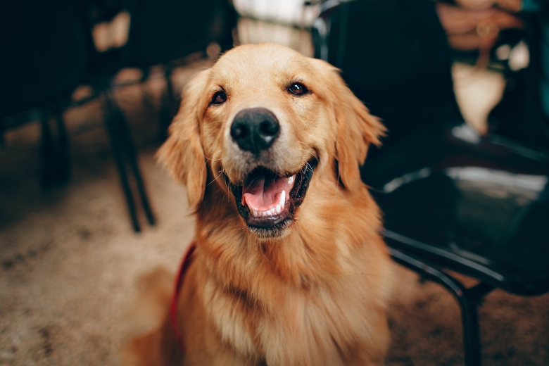 Header Downloadbereich edogs