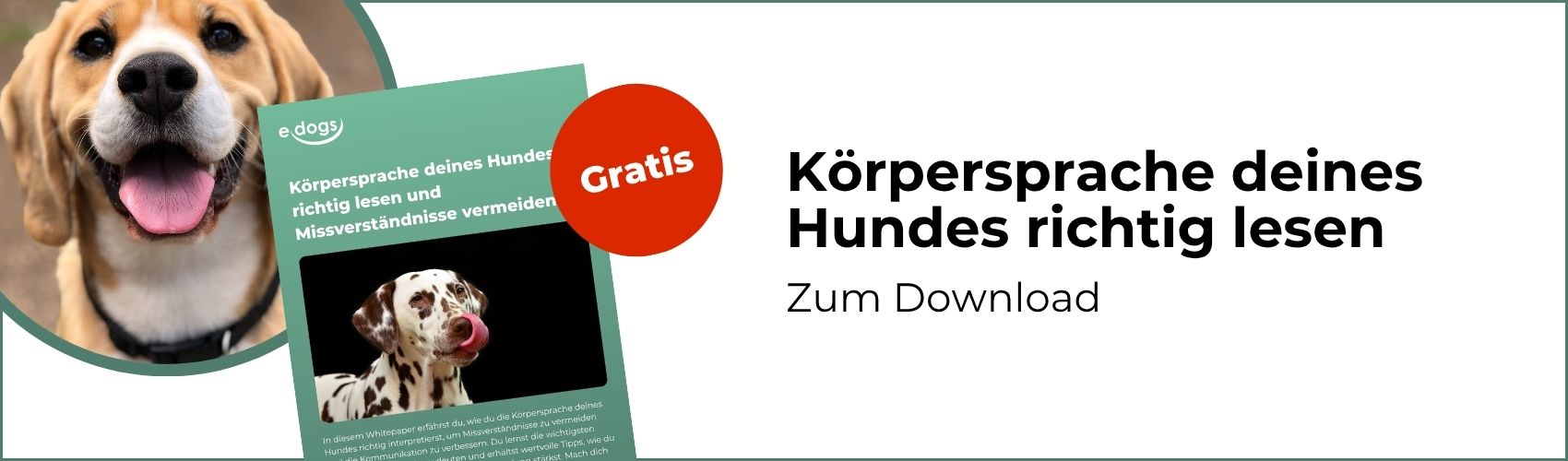 Körpersprache beim Hund verstehen