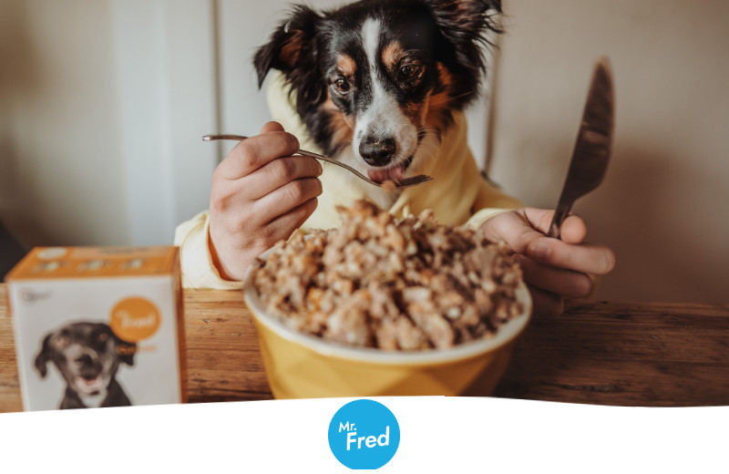 Erfahrungen mit dem Hundefutter von Mr. Fred edogs