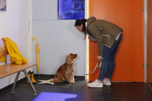 Immunsystem Hund