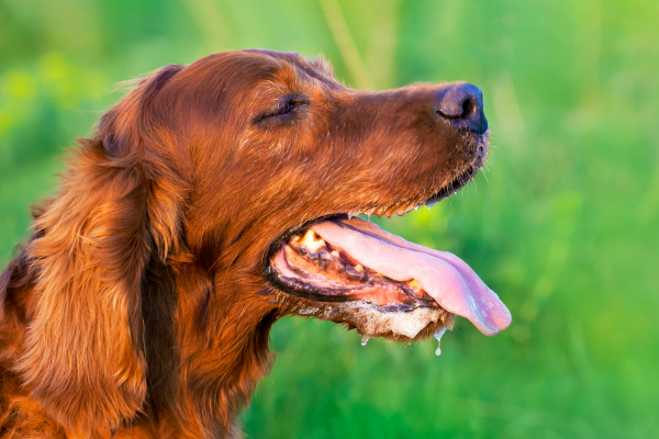 Hitzschlag beim Hund: Hund hechelt