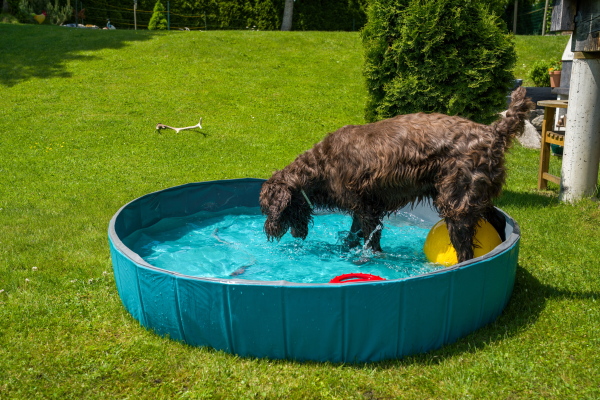 Hitzschlag Hund: Hund im Pool
