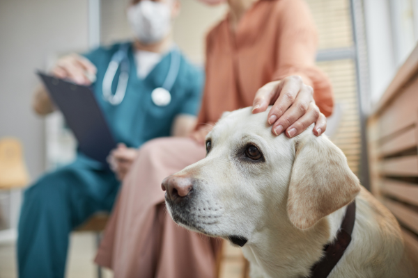 HItzschlag Hund: Hund beim Tierarzt