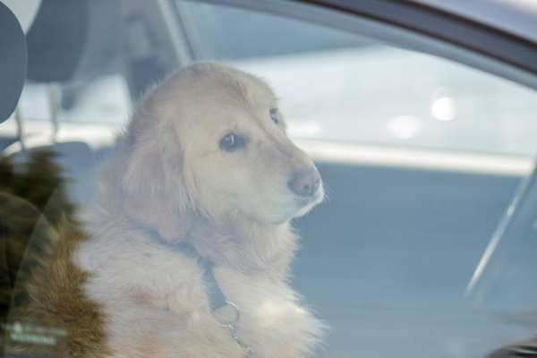 Hitzschlag Hund: Hund im Auto