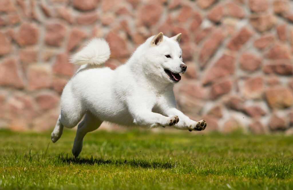 Hokkaido im Auslauf