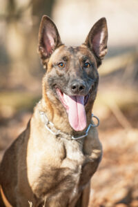 Holländischer Schäferhund Kopf