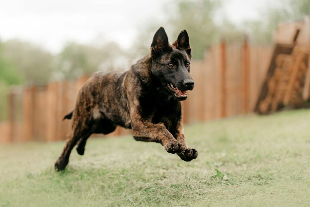 Holländischer Schäferhund rennt