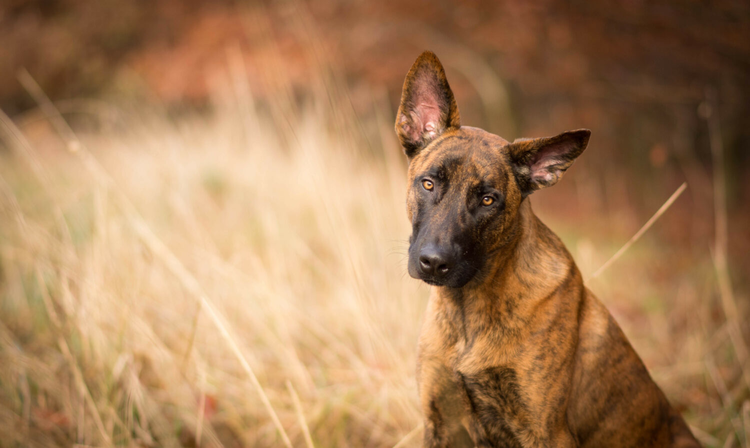 Der Holländische Schäferhund im Rasseportrait Steckbrief & Infos Charakter & Wesen Haltung & Pflege Tipps & Bilder 