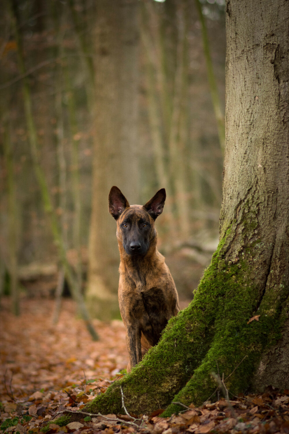 Holländischer Schäferhund in der Natur