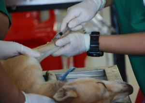 Hüftgelenksdysplasie bei Hunde: Hund auf dem OP Tisch