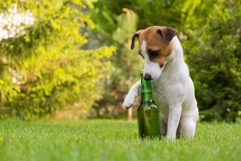 Hund Alkohol