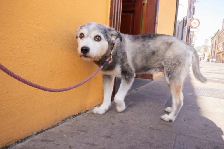 Beruhigungsmittel für den Hund – Stress & Angst erfolgreich lösen