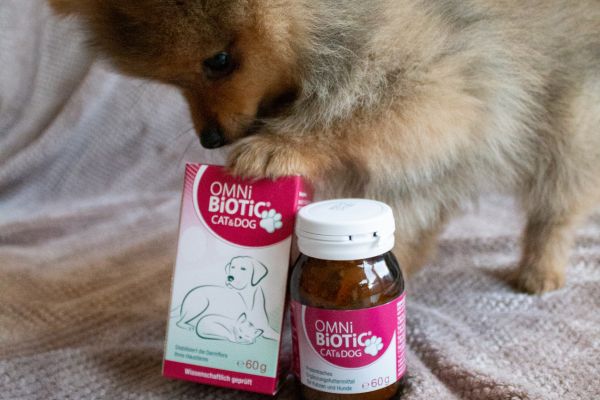 Darmflora Hund aufbauen: Hund schnüffelt an Probiotika