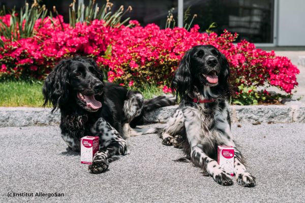 Beim Hund die Darmflora aufbauen – so geht’s!