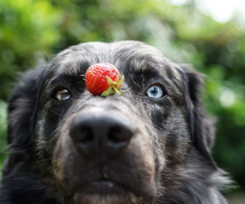 Ein Hund balanciert eine Erdbeere auf seiner Nase