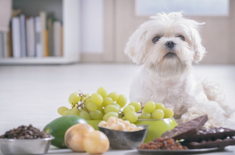 Hund sitzt vor giftigen Lebensmitteln