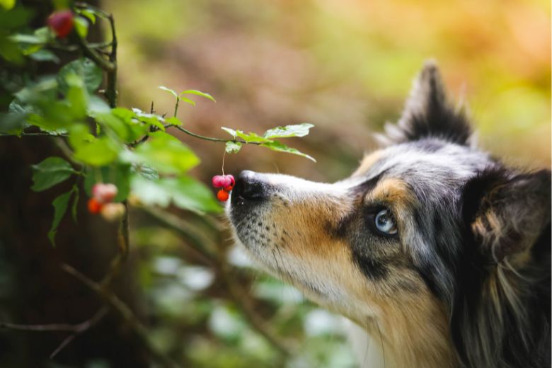 Giftige Lebensmittel für Hunde Gefahren im Überblick edogs