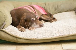 Inkontinenz Hund: Alter Hund auf Decke 