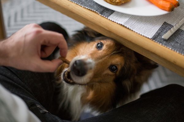 Hund Käse: Hund bettelt am Tisch